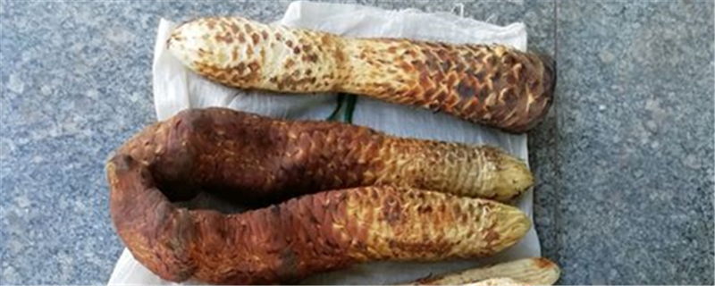 肉苁蓉的作用和使用方法 肉苁蓉的作用和使用方法