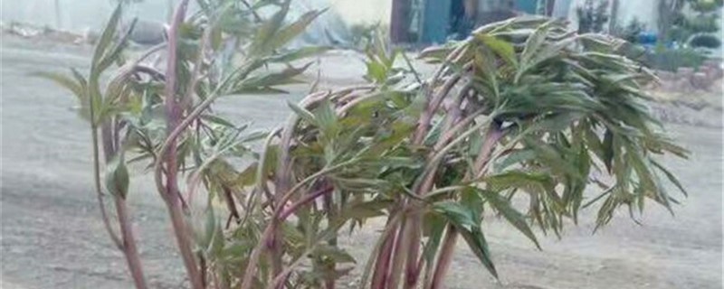 赤芍的养殖方法和注意事项 赤芍的养殖方法和注意事项