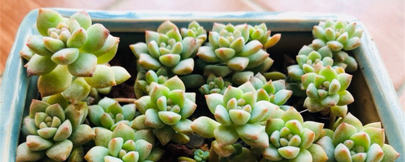 粉蔓的养殖方法和注意事项 粉蔓的养殖方法和注意事项
