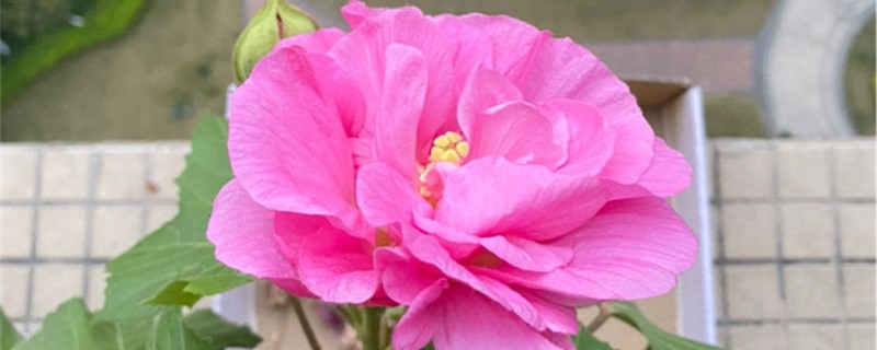 芙蓉的养殖方法和注意事项 芙蓉的养殖方法和注意事项