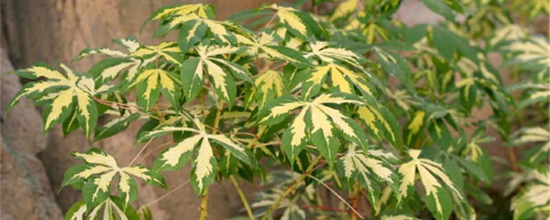 花叶木薯的养殖方法和注意事项 花叶木薯的养殖方法和注意事项