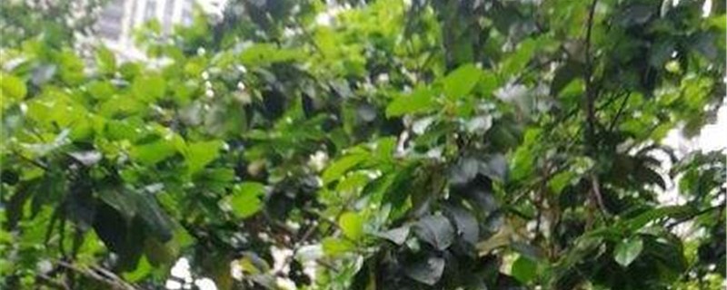 见血封喉的养殖方法和注意事项 见血封喉的养殖方法和注意事项