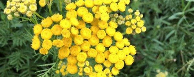 菊蒿的养殖方法和注意事项 菊蒿的养殖方法和注意事项