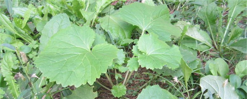 葵菜的养殖方法和注意事项 葵菜的养殖方法和注意事项