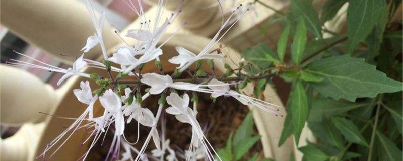 猫须草的养殖方法和注意事项 猫须草的养殖方法和注意事项