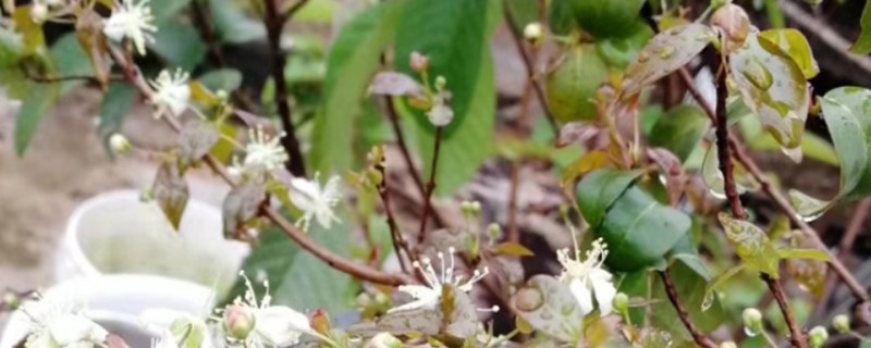 七子花的养殖方法和注意事项 七子花的养殖方法和注意事项