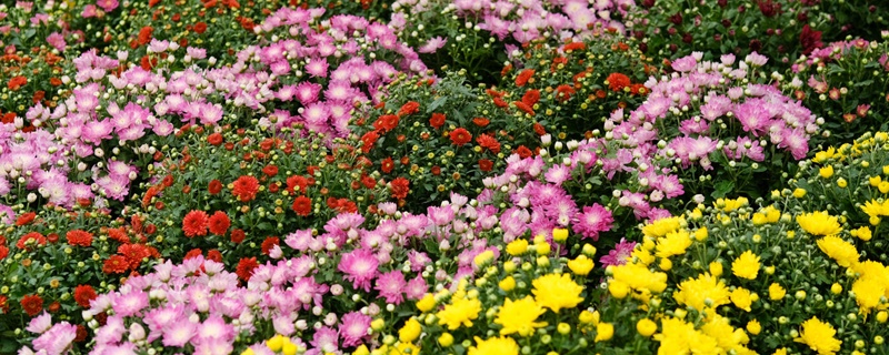 甘孜适合养什么花,市花和市树是什么 甘孜适合养什么花,市花和市树是什么