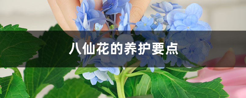 八仙花的养护要点