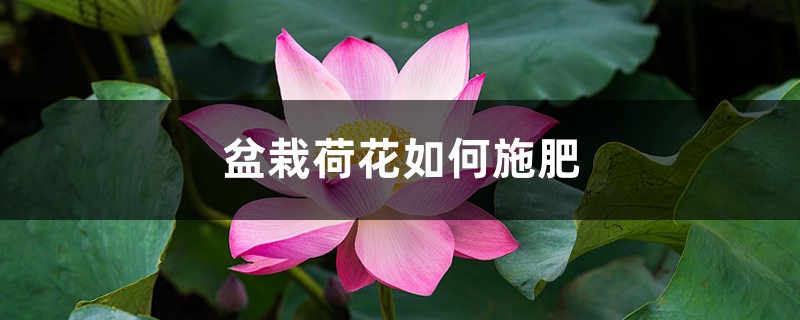 盆栽荷花如何施肥