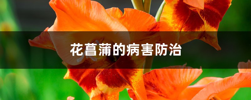 花菖蒲的病害防治