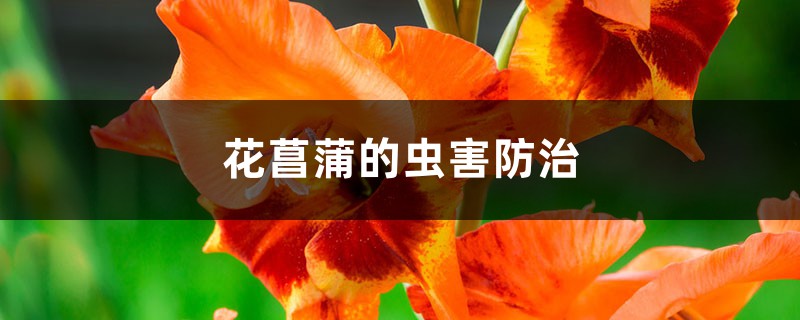 花菖蒲的虫害防治