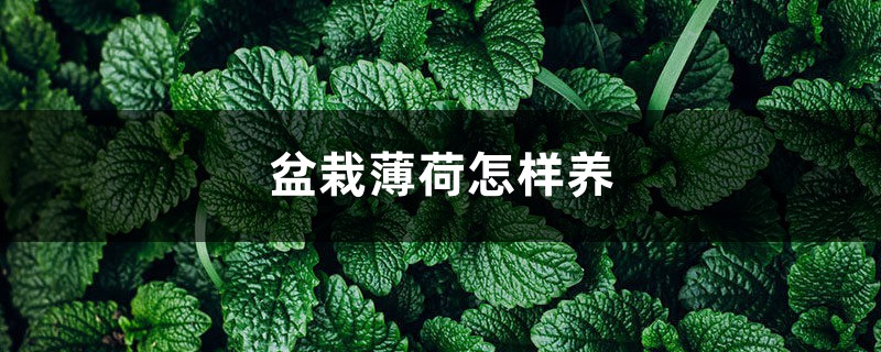 盆栽薄荷怎样养