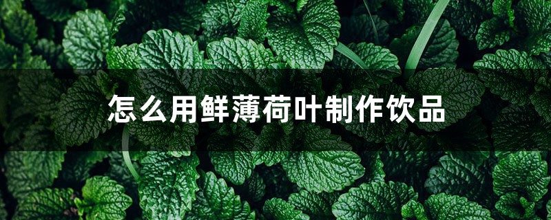 怎么用鲜薄荷叶制作饮品