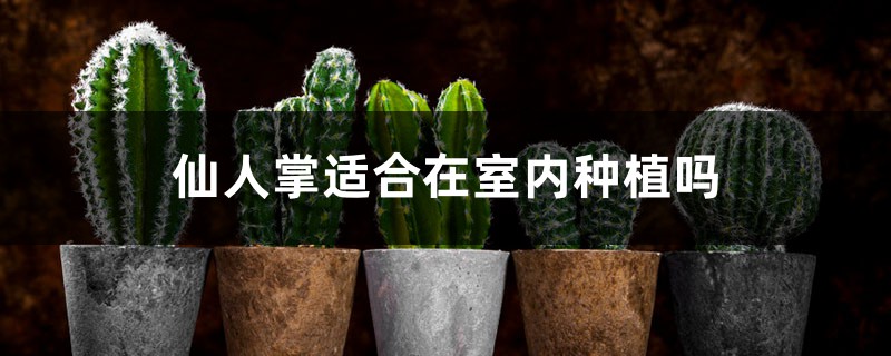 仙人掌适合在室内种植吗 仙人掌适合在室内种植吗