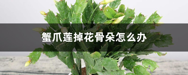 蟹爪兰落蕾的原因及解决方法