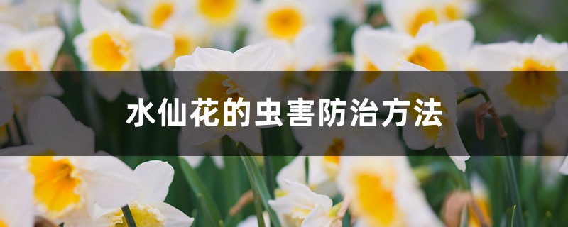 水仙花的虫害防治方法