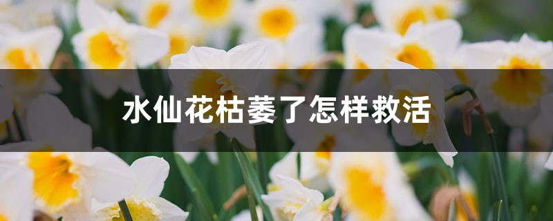 水仙花枯萎了怎样救活 水仙花枯萎了怎样救活