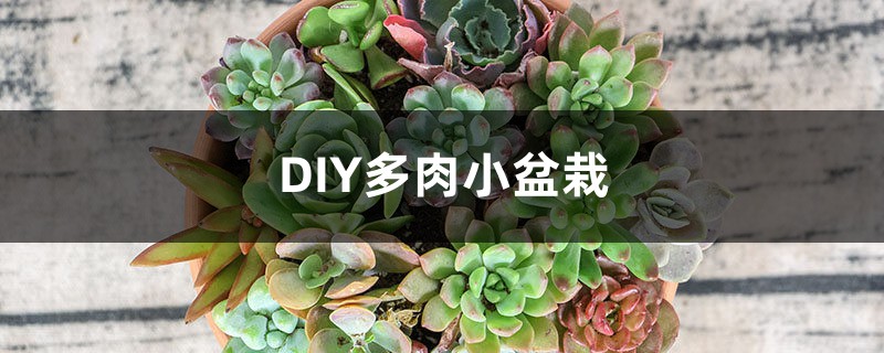 DIY多肉小盆栽 DIY多肉小盆栽