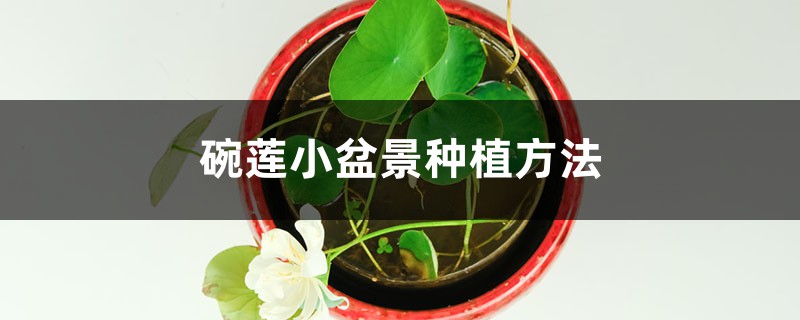 碗莲小盆景种植方法 碗莲小盆景种植方法