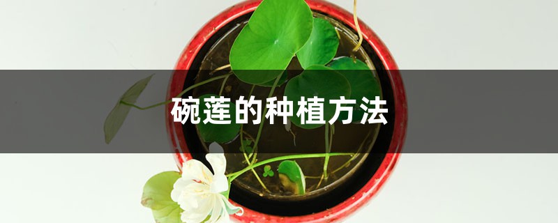 碗莲的种植方法