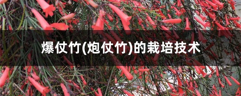 爆仗竹(炮仗竹)的栽培技术