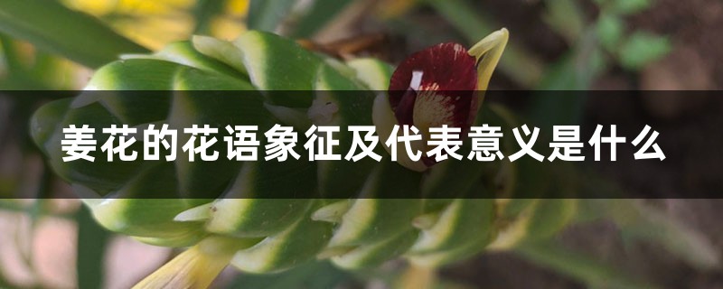 姜花的花语象征及代表意义是什么