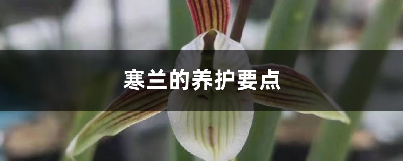 寒兰的养护要点