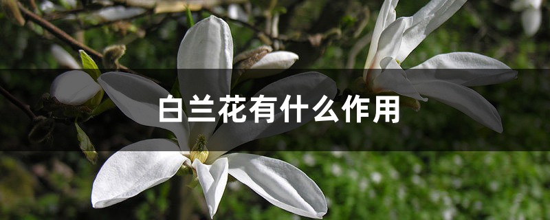 白兰花有什么作用