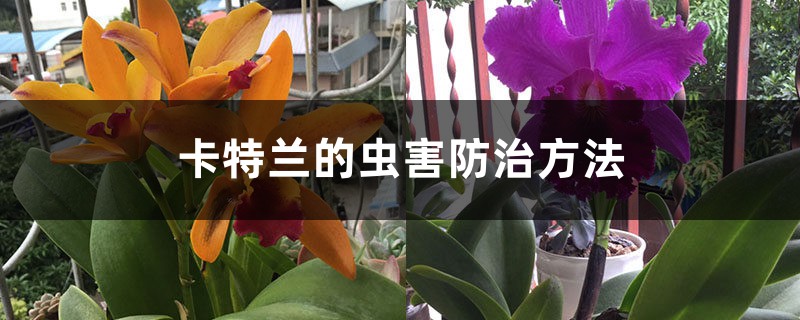 卡特兰的虫害防治方法