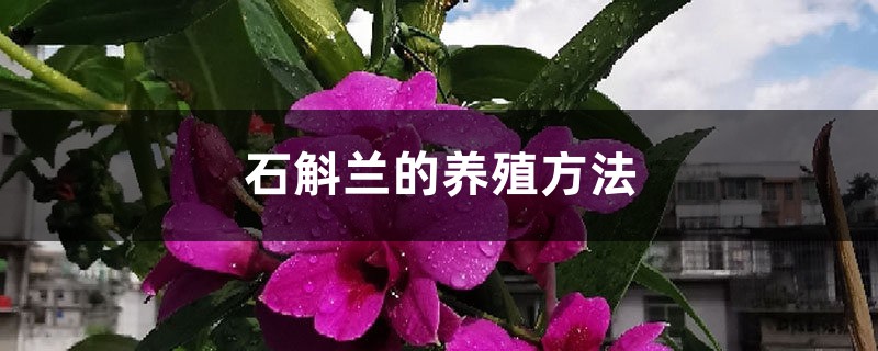 石斛兰的养殖方法