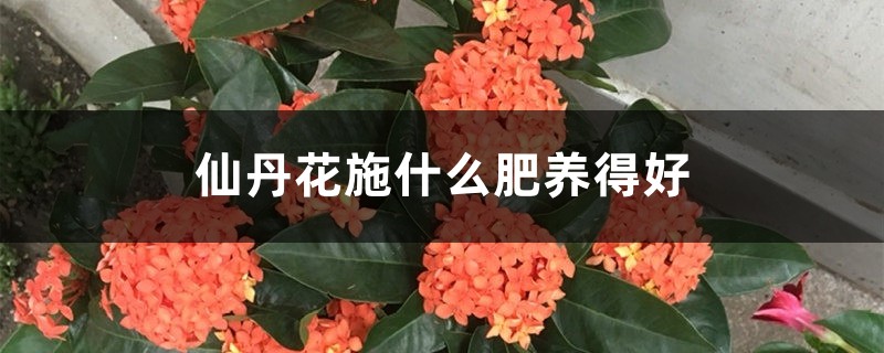 仙丹花施什么肥养得好