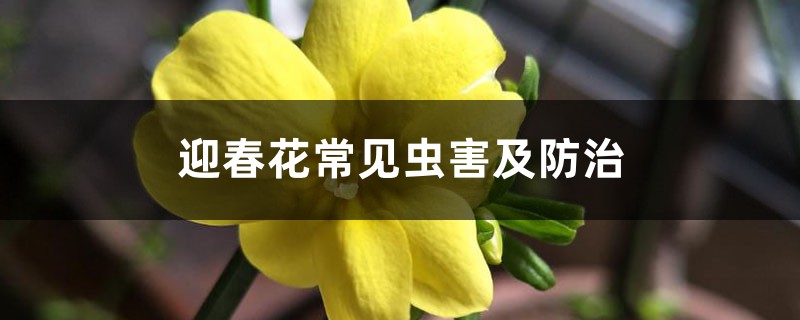 迎春花常见虫害及防治