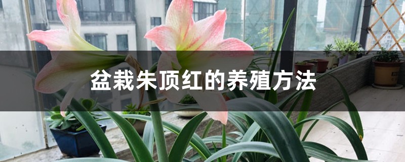 盆栽朱顶红的养殖方法