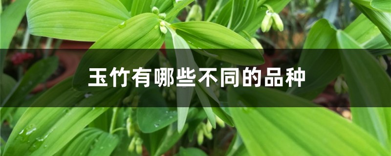 玉竹有哪些不同的品种