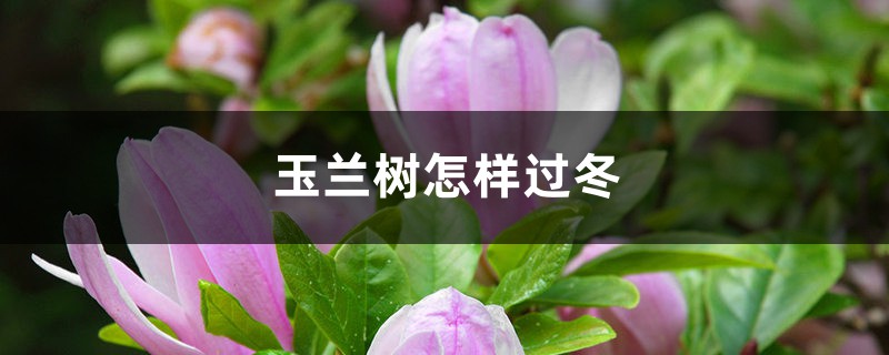 玉兰树怎样过冬