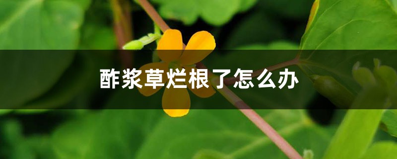 酢浆草烂根了怎么办 酢浆草烂根了怎么办