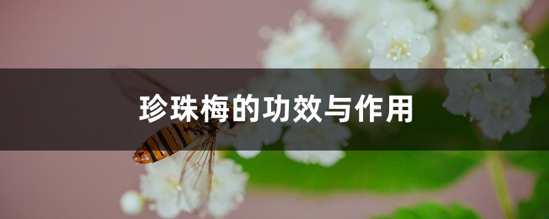 珍珠梅的功效与作用