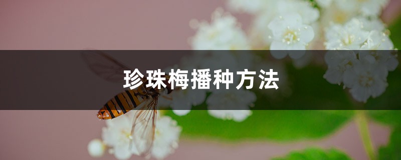 珍珠梅播种方法