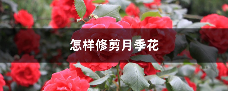 怎样修剪月季花