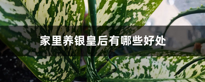 家里养银皇后有哪些好处