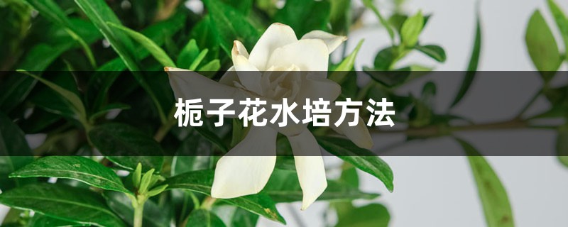 栀子花水培方法