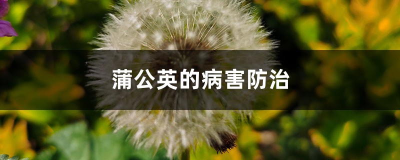 蒲公英的病害防治