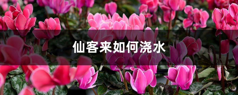 仙客来如何浇水 仙客来如何浇水
