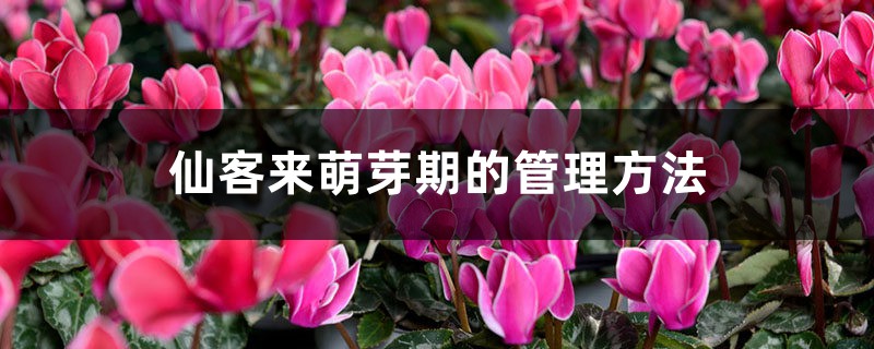 仙客来萌芽期的管理方法