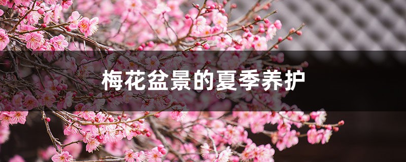 梅花盆景的夏季养护