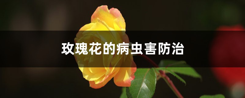 玫瑰花的病虫害防治