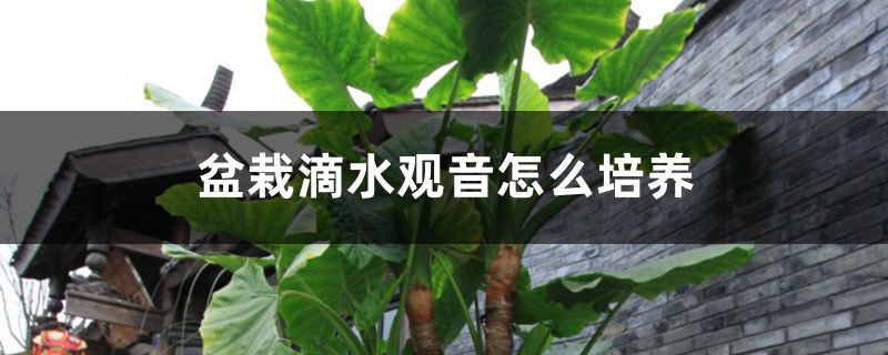 盆栽滴水观音怎么培养