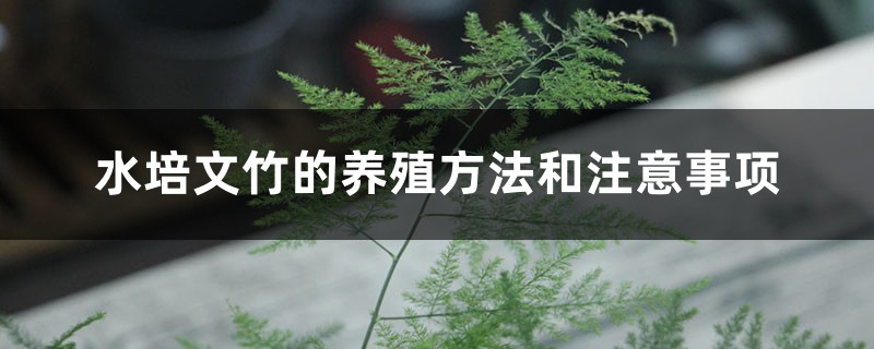 水培文竹的养殖方法和注意事项