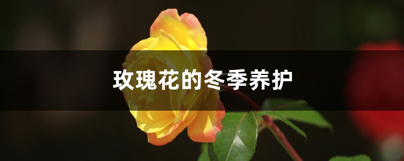 玫瑰花的冬季养护