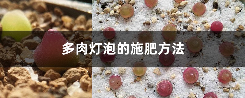 多肉灯泡的施肥方法